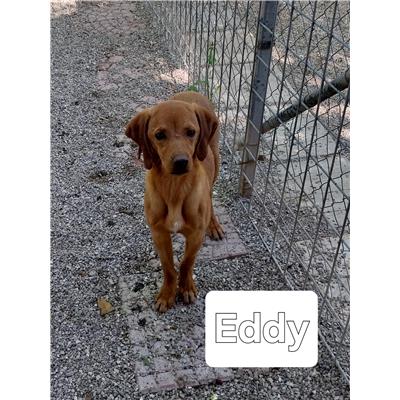 Montecorvino Pugliano - Cane - Microchip 380260006044180