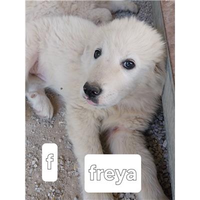 Montecorvino Pugliano - Cane - Microchip 380260006037717