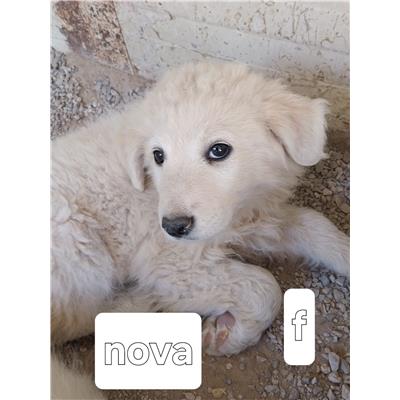 Montecorvino Pugliano - Cane - Microchip 250000000007940