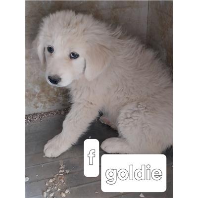 Montecorvino Pugliano - Cane - Microchip 250000000007941