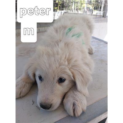 Montecorvino Pugliano - Cane - Microchip 250000000007942