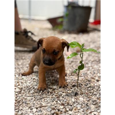 Montecorvino Pugliano - Cane - Microchip 250000000007943