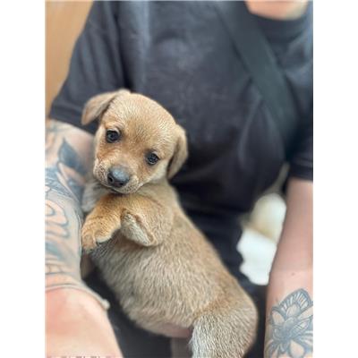 Montecorvino Pugliano - Cane - Microchip 250000000007944