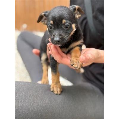 Montecorvino Pugliano - Cane - Microchip 250000000007945