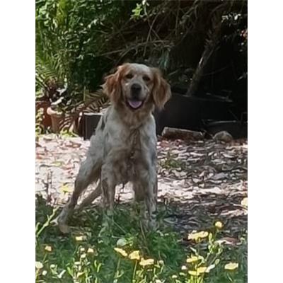 Montecorvino Pugliano - Cane - Microchip 380260006030003