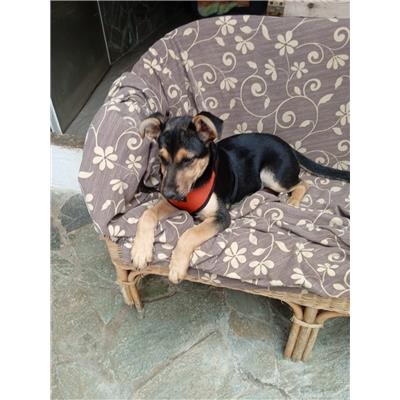 Comune di Pontecagnano Faiano - Cane - Microchip 380260170225419