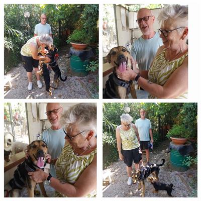 Comune di Pontecagnano Faiano - Cane - Microchip 380260170225419