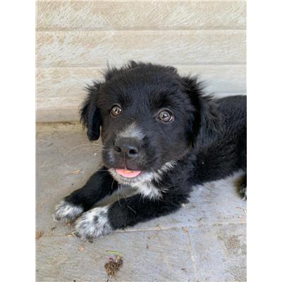 Comune di Pontecagnano Faiano - Cane - Microchip 380260006037323
