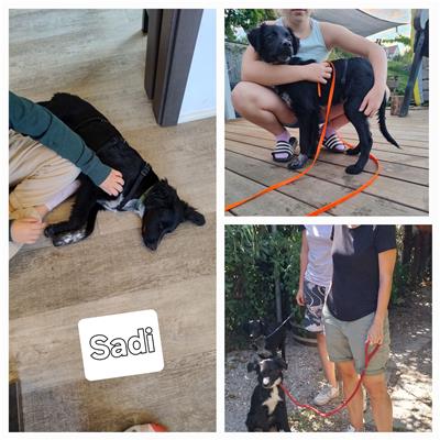 Comune di Pontecagnano Faiano - Cane - Microchip 380260006037323