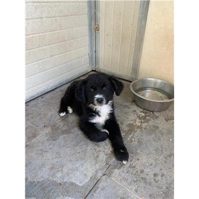 Comune di Pontecagnano Faiano - Cane - Microchip 380260006037283