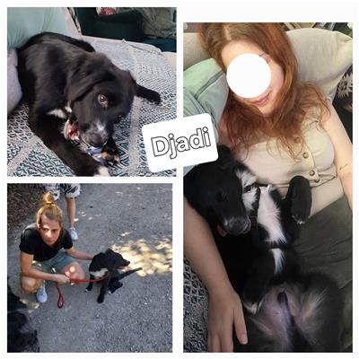 Comune di Pontecagnano Faiano - Cane - Microchip 380260006037283