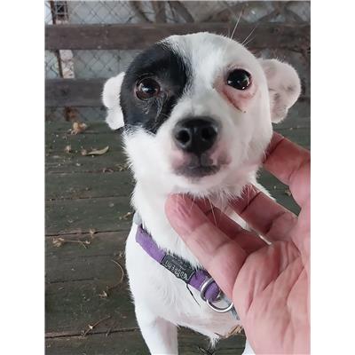 Associazione Carmine LONGO odv - Cane - Microchip 380260170246150
