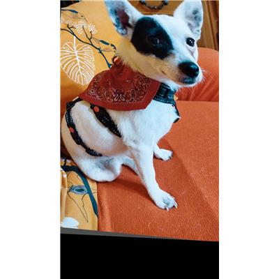 Associazione Carmine LONGO odv - Cane - Microchip 380260170246150