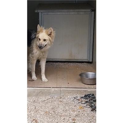 GIFFONI SEI CASALE_COMUNE - Cane - Microchip 380260006037279