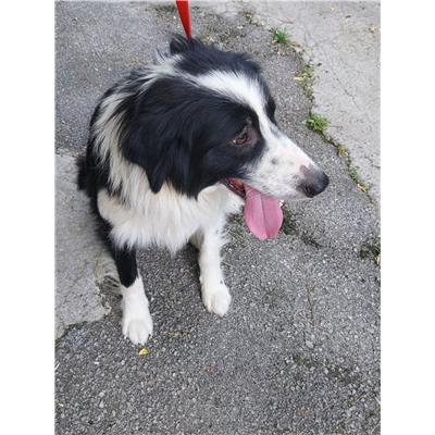 GIFFONI SEI CASALE_COMUNE - Cane - Microchip 380260006037445