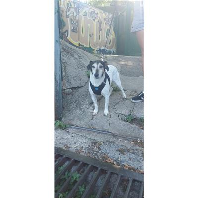 Comune di Pontecagnano Faiano - Cane - Microchip 380260006037263