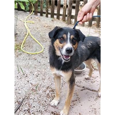 Montecorvino Pugliano - Cane - Microchip 380260006037203