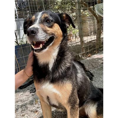 Montecorvino Pugliano - Cane - Microchip 380260006037203
