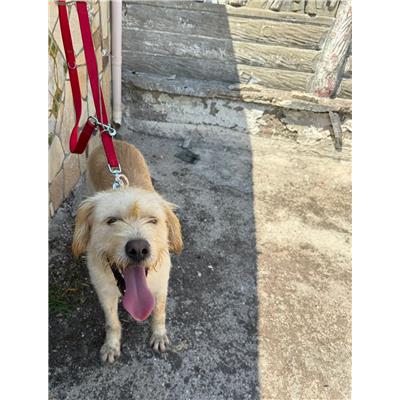 Comune di Pontecagnano Faiano - Cane - Microchip 380260006037747