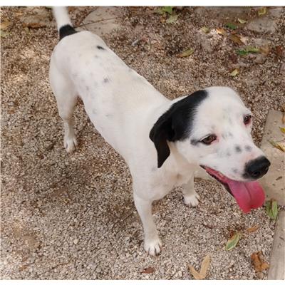 GIFFONI SEI CASALE_COMUNE - Cane - Microchip 380260004820388