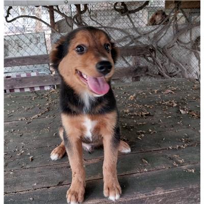 GIFFONI SEI CASALE_COMUNE - Cane - Microchip 380260004820289