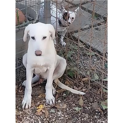 Associazione Carmine LONGO odv - Cane - Microchip 380260004877069