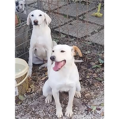 Associazione Carmine LONGO odv - Cane - Microchip 380260004870642