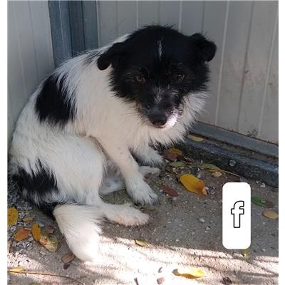 GIFFONI SEI CASALE_COMUNE - Cane - Microchip 380260004816376