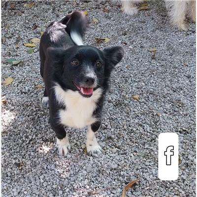 GIFFONI SEI CASALE_COMUNE - Cane - Microchip 380260004816384