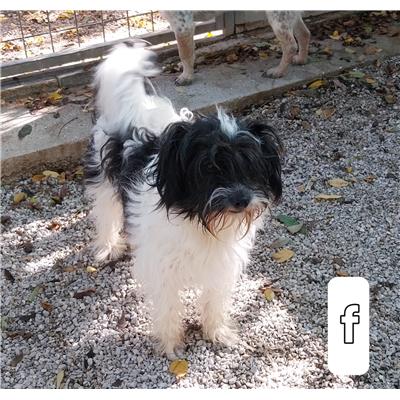 GIFFONI SEI CASALE_COMUNE - Cane - Microchip 380260004816377