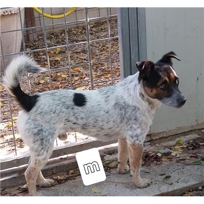 Comune di Pontecagnano Faiano - Cane - Microchip 380260004819191