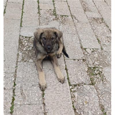 GIFFONI SEI CASALE_COMUNE - Cane - Microchip 380260004820297