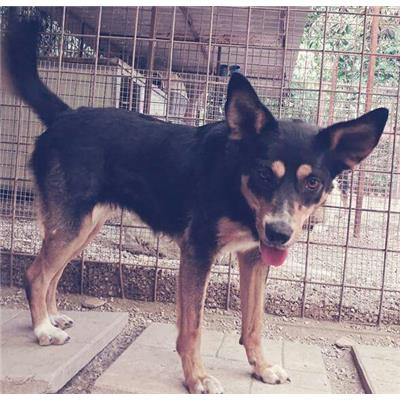 Comune di Pontecagnano Faiano - 380260042463491