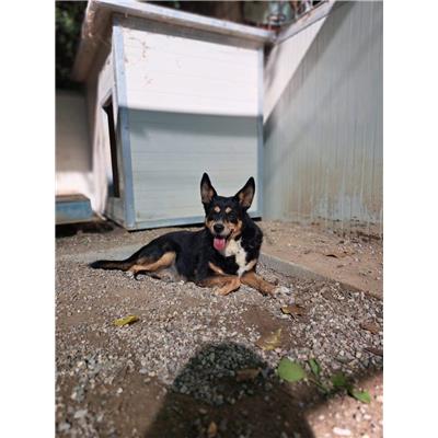 Comune di Pontecagnano Faiano - 380260042463491