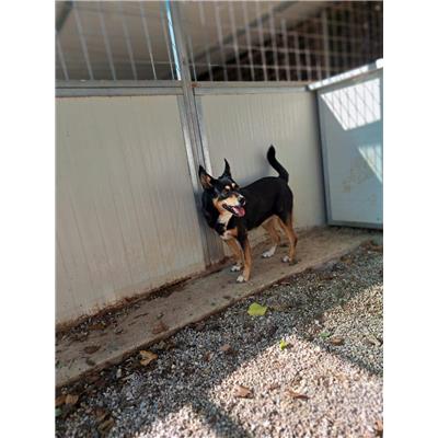 Comune di Pontecagnano Faiano - 380260042463491