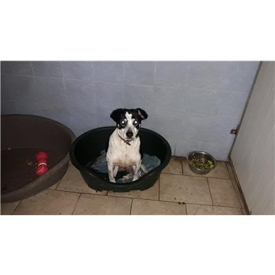 Comune di Pontecagnano Faiano - Cane - Microchip 380260042331964