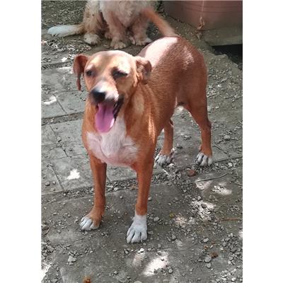 Comune di Pontecagnano Faiano - Cane - Microchip 380260042999032