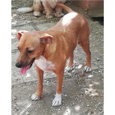 Comune di Pontecagnano Faiano - 380260042999032