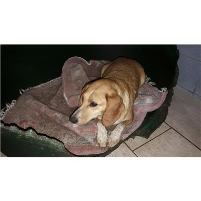 Comune di Pontecagnano Faiano - Cane - Microchip 380260043000534