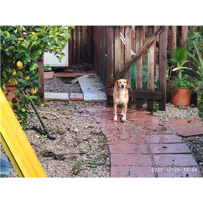 Comune di Pontecagnano Faiano - 380260043000534