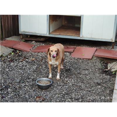 Comune di Pontecagnano Faiano - 380260043000534