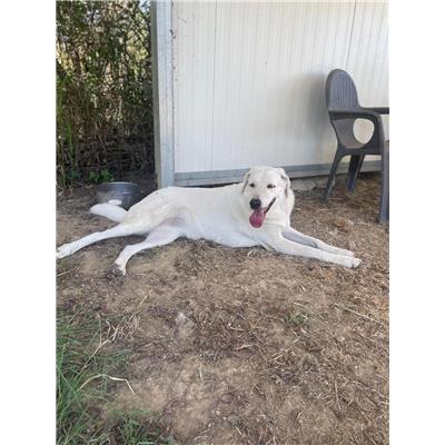 Montecorvino Rovella - 380260042340822