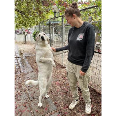 Montecorvino Rovella - Cane - Microchip 380260042340822