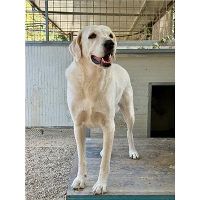 Montecorvino Rovella - 380260042340822