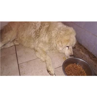 Montecorvino Rovella - Cane - Microchip 380260042992815